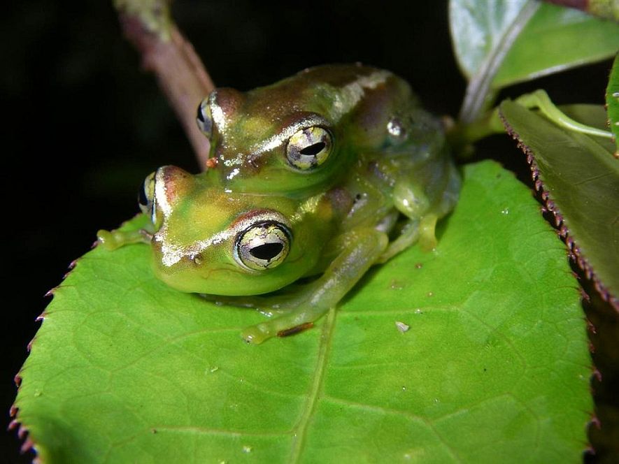 Лягушка Boophis lilianae