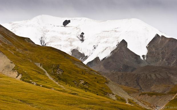 яки в горах Цинхая, yaks in Qinghai mountains