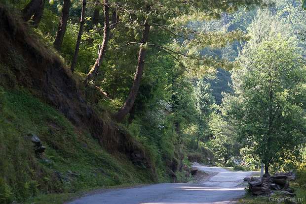 Деодаровый лес по дороге к городку Банджар, deodar forest near the way to Banjar town