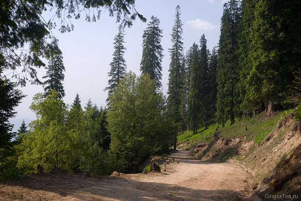 Еловый лес перед перевалом Джалори,  fir-tree forest before Jalori pass