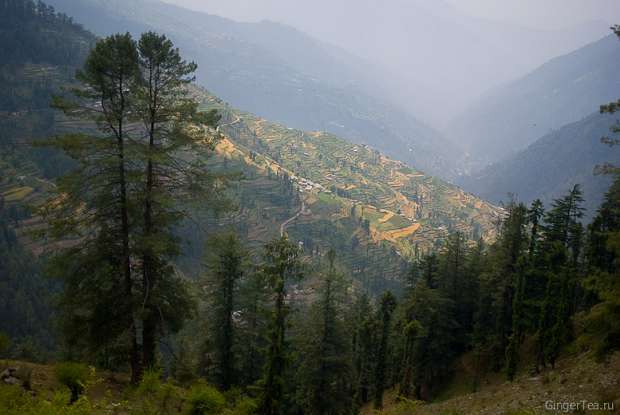 Склоны долины на юге от перевала Джалори плотно заняты полями, most of the slopes south of Jalori pass are under crops