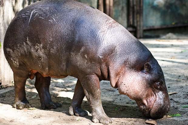 карликовый бегемот, мелкобегемот, pygmy hippopotamus