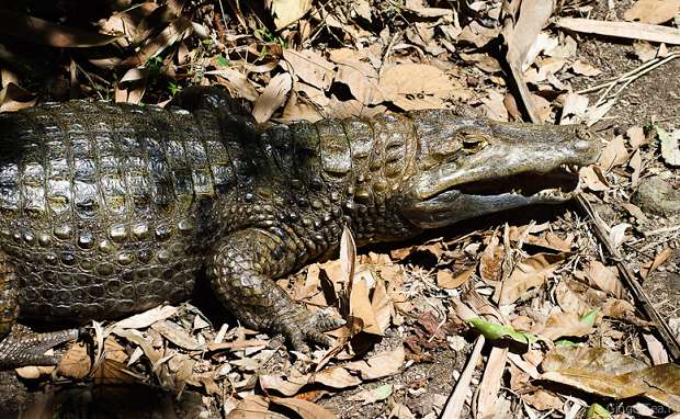 сиамский крокодил, siam crocodile