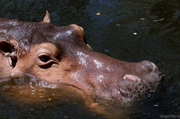 обыкновенный бегемот, гиппопотам, hippopotamus