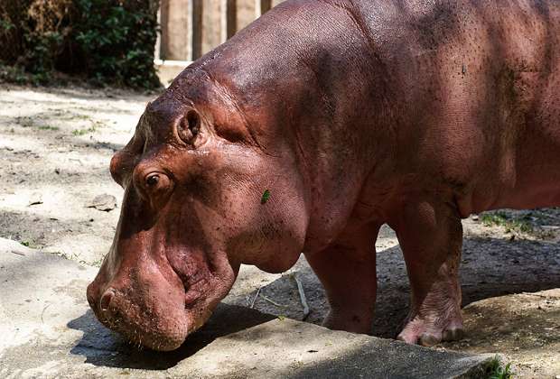 обыкновенный бегемот, гиппопотам, hippopotamus