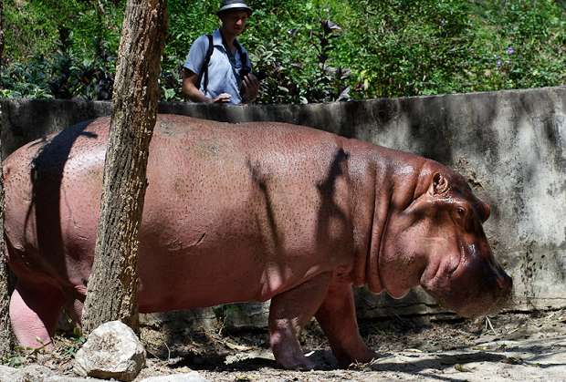 обыкновенный бегемот, гиппопотам, hippopotamus