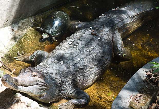 гавиал и черепаха, gavial and turtle