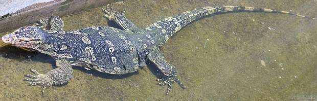 варан, water monitor