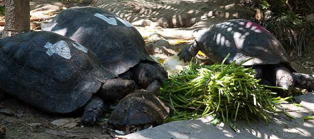 черепахи, turtles