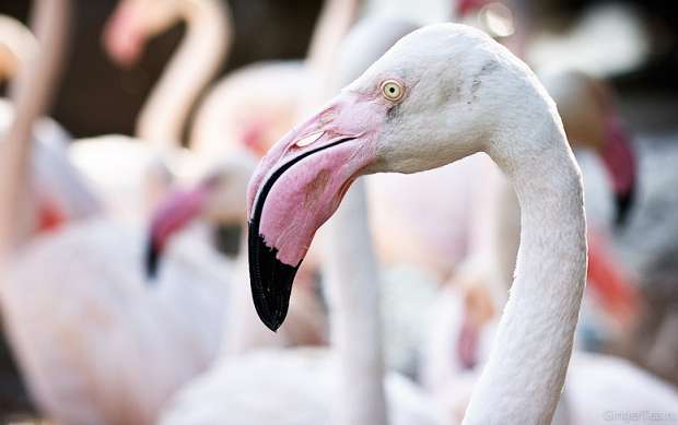 фламинго, flamingo