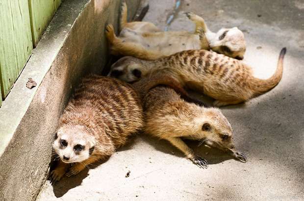 сурикат, meerkat, suricata