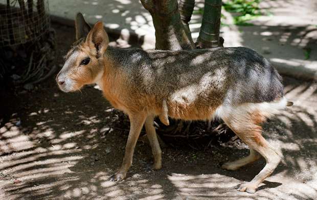 патагонская мара, патагонский заяц, Patagonian mara, Patagonian hare