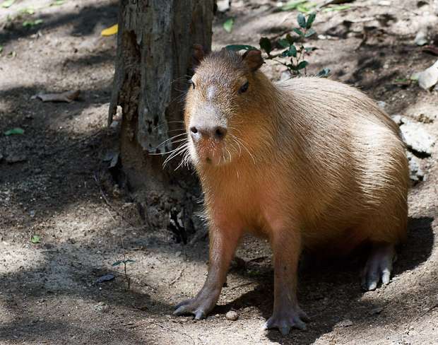 капибара, capybara