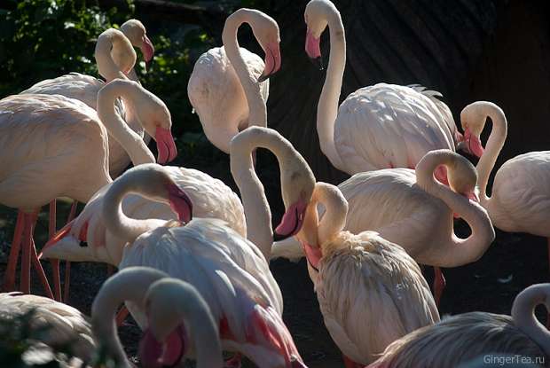 фламинго, flamingo