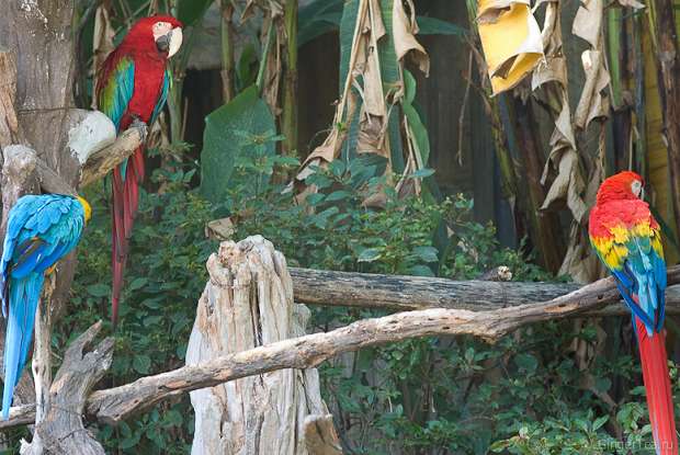 попугаи, parrots