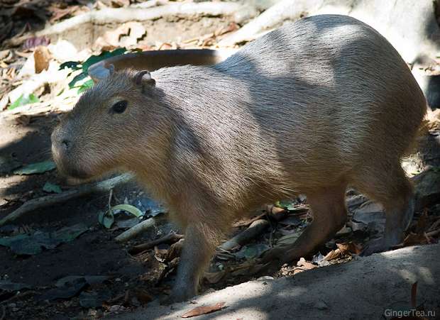 капибара, capybara