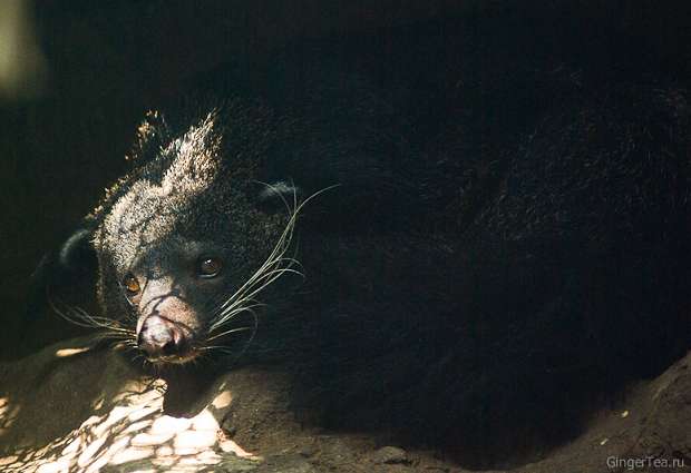 бинтуронг, котомедведь, binturong, bearcat