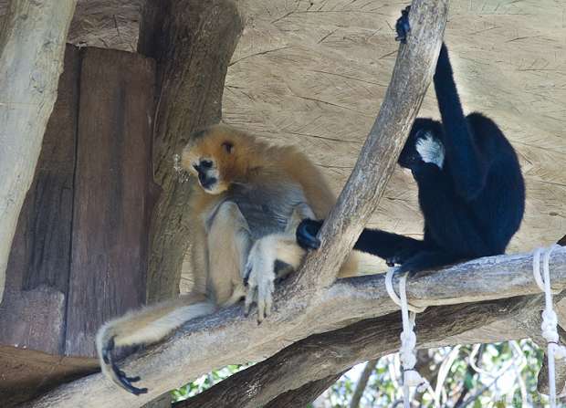 белорукий гиббон, white-handed gibbon, быстрый гиббон, agile gibbon