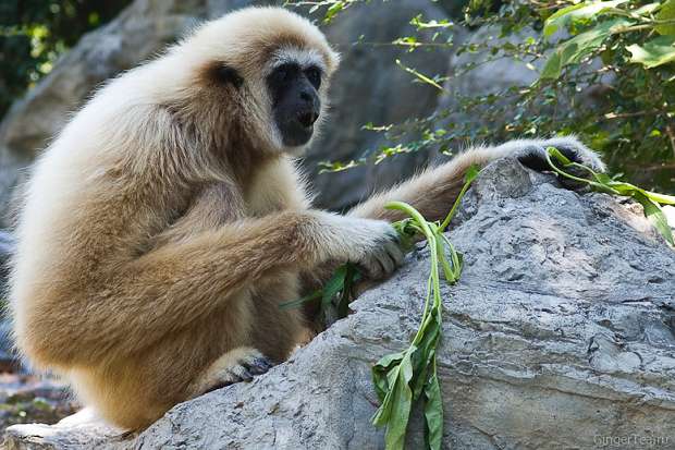 белорукий гиббон, white-handed gibbon