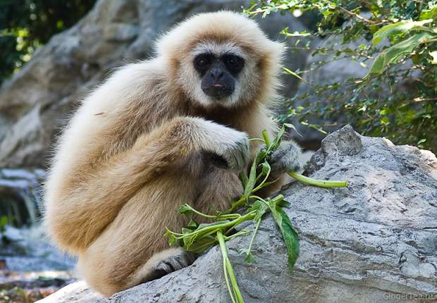 гиббон, gibbon