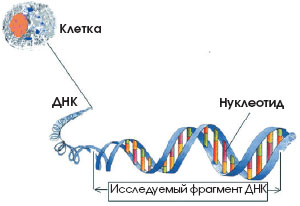 Фрагмент ДНК