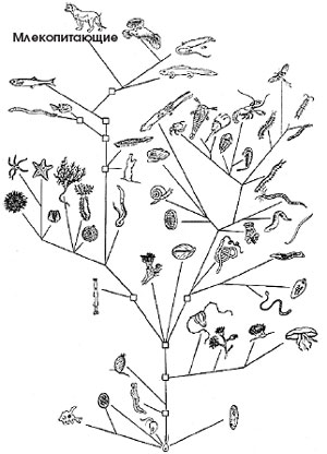 Филогенетическое древо животных