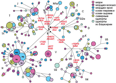 Сеть мтДНК народов Волго-Уральского региона