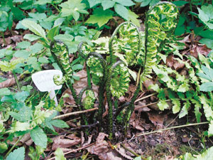 Фото 44. Dryopteris buschiana (щитовник Буша). Молодые разворачивающиеся листья (вайи), густо покрытые чёрными чешуями. Подмосковье