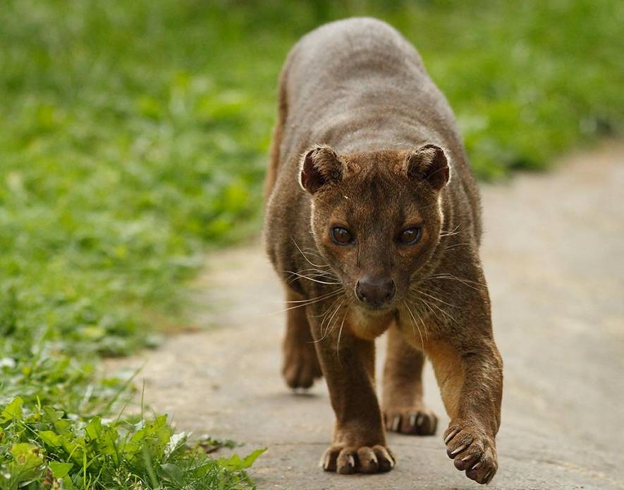 Fossa, Cryptoprocta ferox